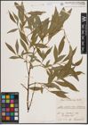 Foto von Salix daphnoides Vill. x Salix purpurea L.